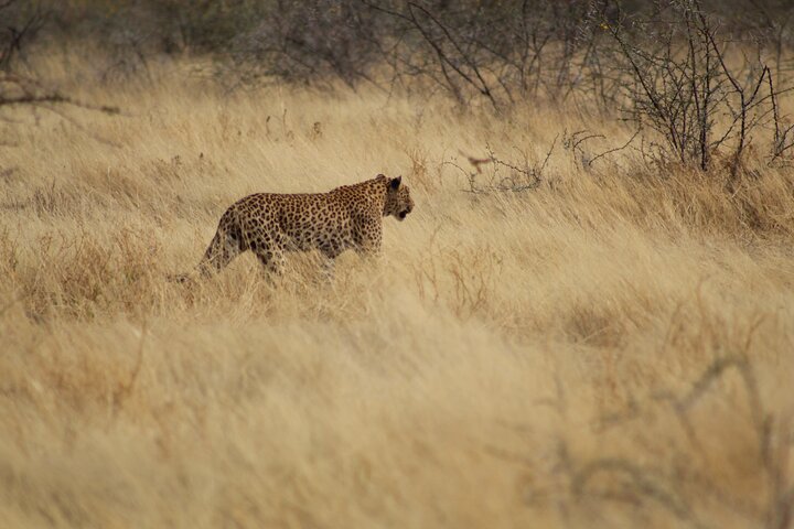 Safari in Etosha national park with professional tour guides born in Etosha.