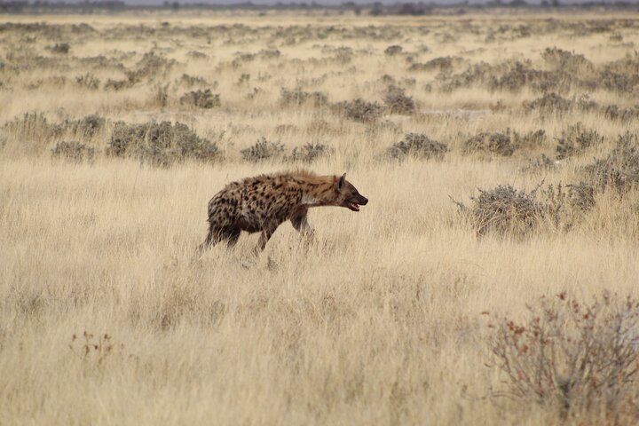 Safari in Etosha national park with professional tour guides born in Etosha.