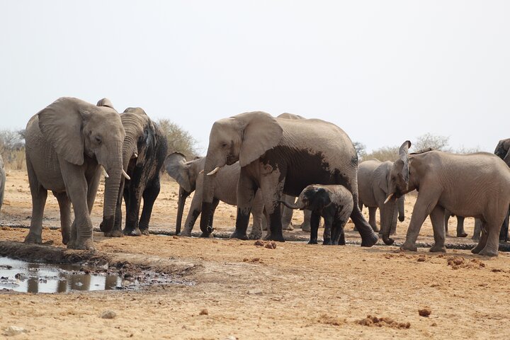 Safari in Etosha national park with professional tour guides born in Etosha.