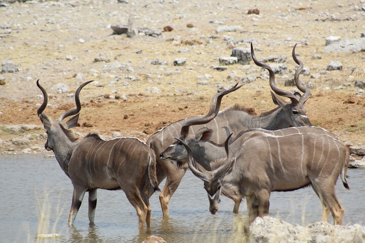 Safari in Etosha national park with professional tour guides born in Etosha.