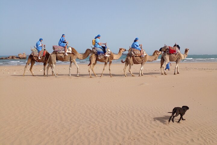 Essaouira Camel Ride, Quad Bike & Buggy Adventure