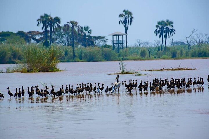 Full-Day Tour Bujumbura With Rusizi Park And Stanley Monument