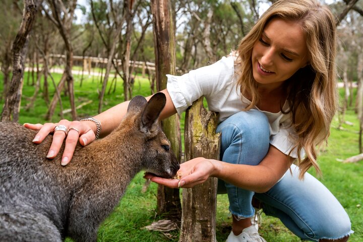 Phillip Island Penguin Parade & Wildlife Tour from Melbourne