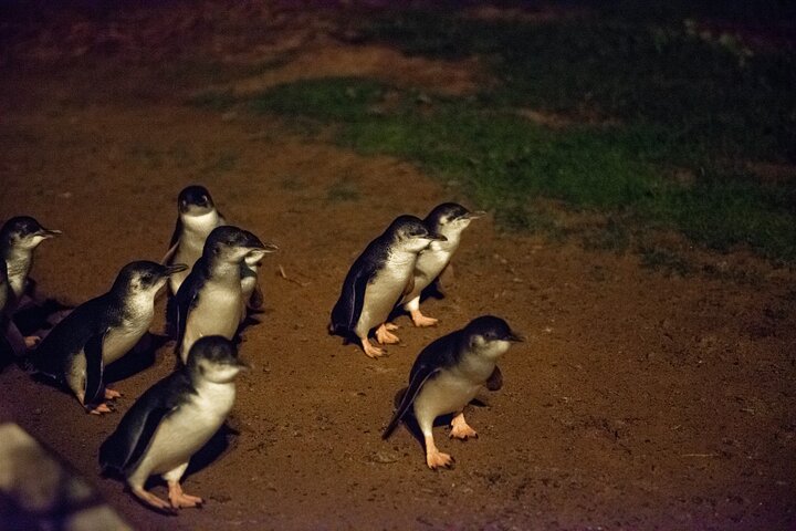 Phillip Island Penguin Parade & Wildlife Tour from Melbourne