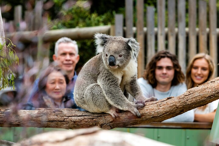 Phillip Island Penguin Parade & Wildlife Tour from Melbourne