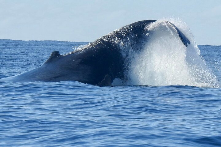 Gold Coast Whale Watching Cruise