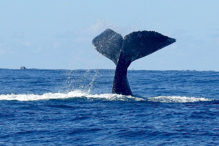 Gold Coast Whale Watching Cruise