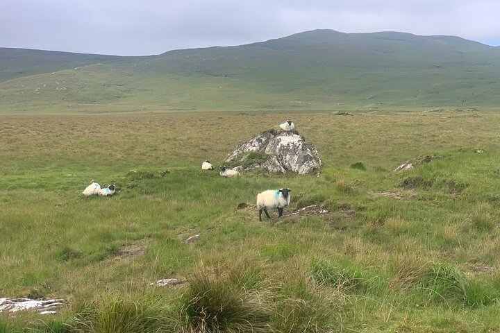 Private Luxury Guided Tour of Connemara from Westport or Ballina