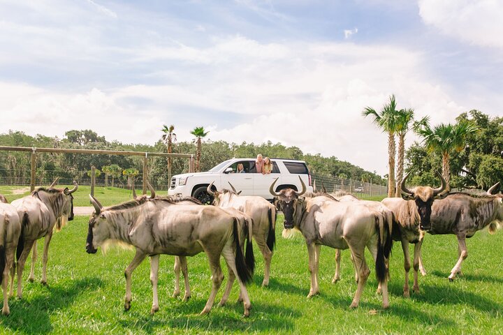 Wild Florida Drive-Thru Safari and Gator Park Admission