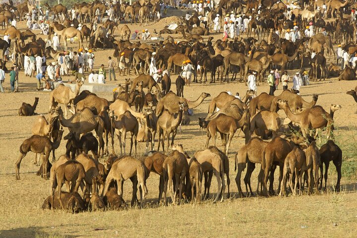 Visit Pushkar with Jaipur Drop from Bikaner Included Local Guide