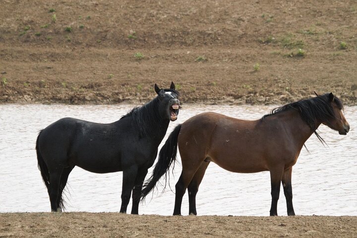 Red Canyon Wild Mustang Tours And Safaris In Cody Wyoming