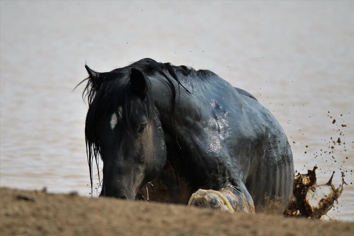 Kicking Red Canyon Wild Mustang Bus Tour Deals 5 PM In Cody