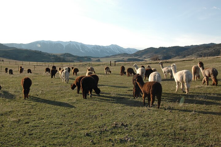Alpaca and Llama Farm Tour