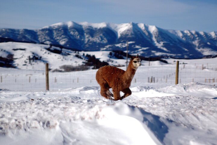 Alpaca and Llama Farm Tour