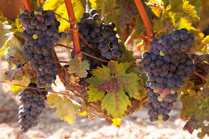 Half-Day Wine Tastings in the North GA Mountains from Atlanta