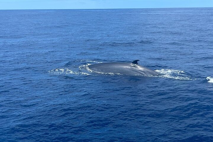Boat trip along the Northwest Coast of La Palma