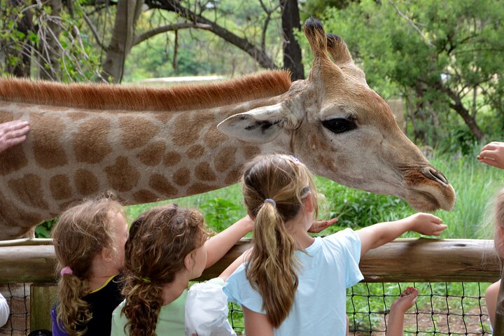 Half Day Lion Park tour from Johannesburg or Pretoria