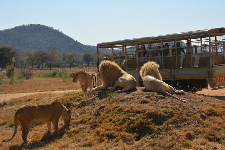 Half Day Lion Park tour from Johannesburg or Pretoria