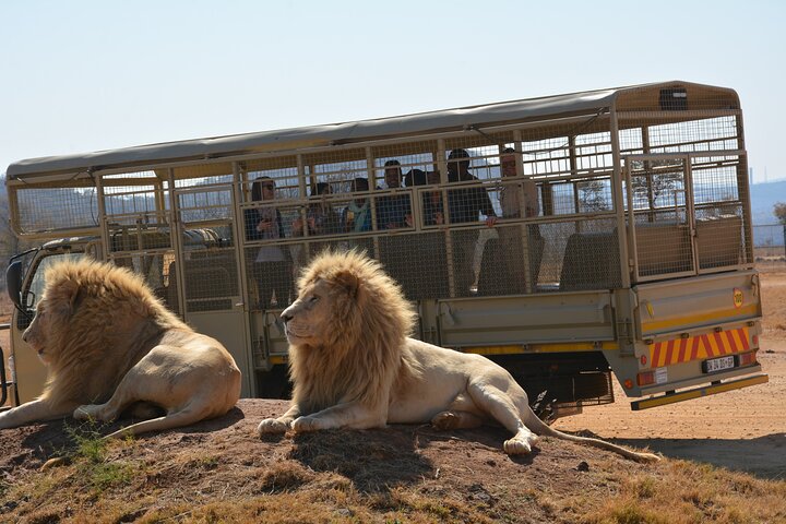 Half Day Lion Park tour from Johannesburg or Pretoria