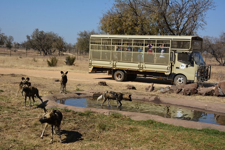 Half Day Lion Park tour from Johannesburg or Pretoria