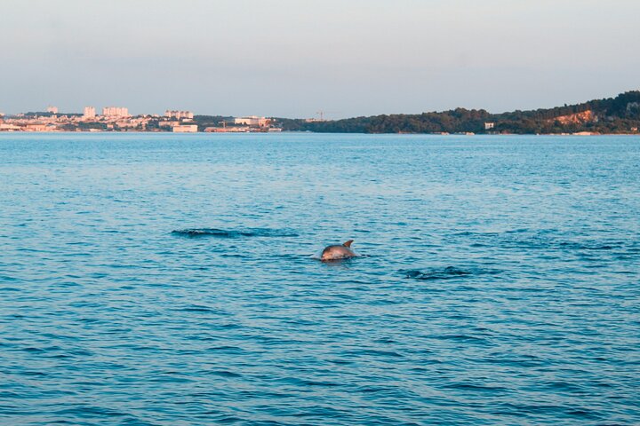 Dolphin Watching & Sunset Boat Tour With Drinks & optional Dinner