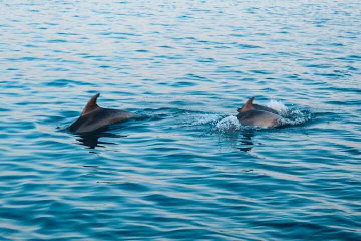 Dolphin Watching & Sunset Boat Tour With Drinks & optional Dinner