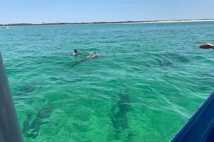 Pensacola Beach Dolphin Cruise + Beach Stop + Reef Snorkeling