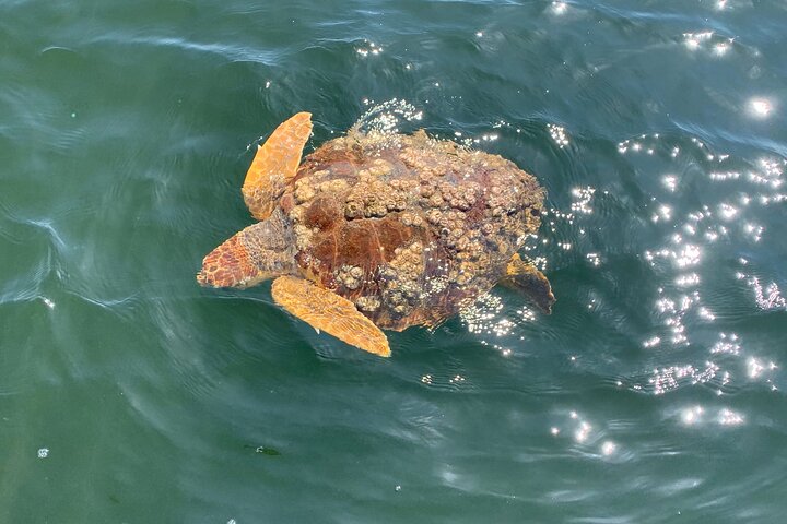 Pensacola Beach Dolphin Cruise + Beach Stop + Reef Snorkeling