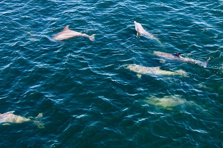 Frisky Mermaid Dolphin + Sightseeing Cruise in Pensacola Beach