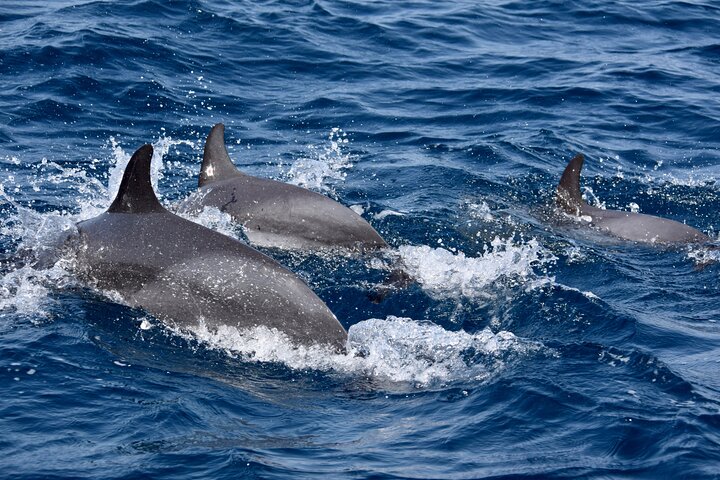 Sailing yacht half day- with Cape Verde Sailing