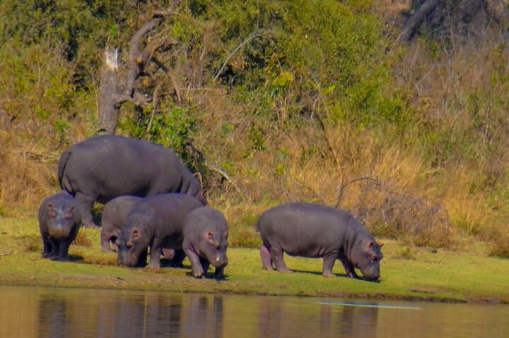 Kruger National Park Morning Safari 2 people minimum