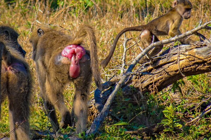 Kruger National Park Morning Safari 2 people minimum