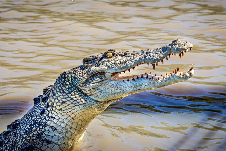 Adelaide River Cruises - Jumping Crocodile Experience