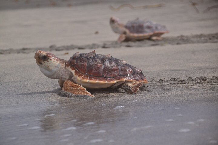 Sal Island Sea Turtle Watching Eco-Tour with Native Guide