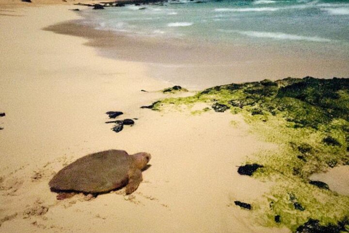 Sal Island Sea Turtle Watching Eco-Tour with Native Guide