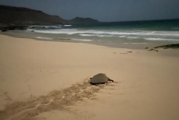Sal Island Sea Turtle Watching Eco-Tour with Native Guide