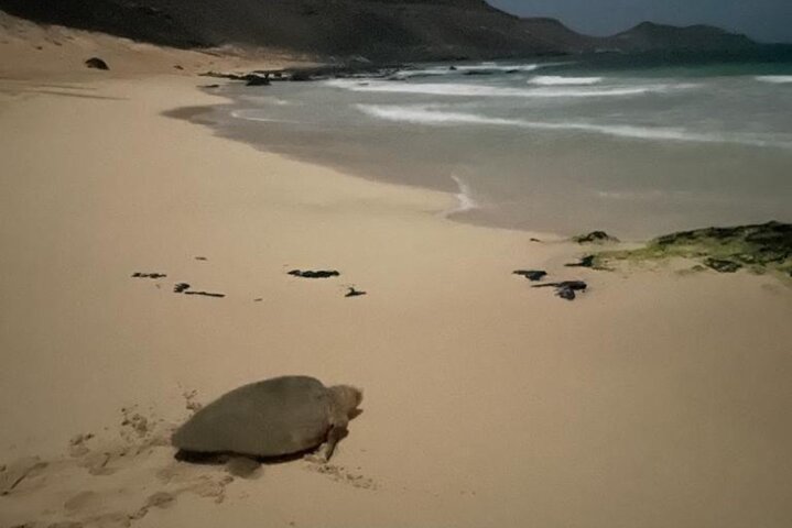 Sal Island Sea Turtle Watching Eco-Tour with Native Guide
