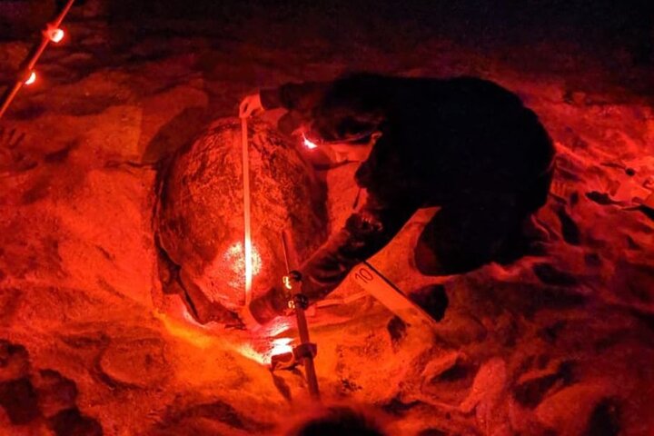 Sal Island Sea Turtle Watching Eco-Tour with Native Guide