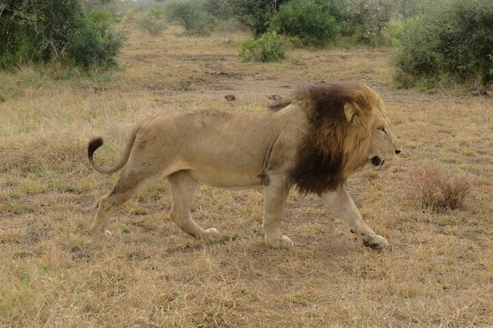 Kruger Park 2-day Safari from Maputo (Open-backed Safari Vehicle)