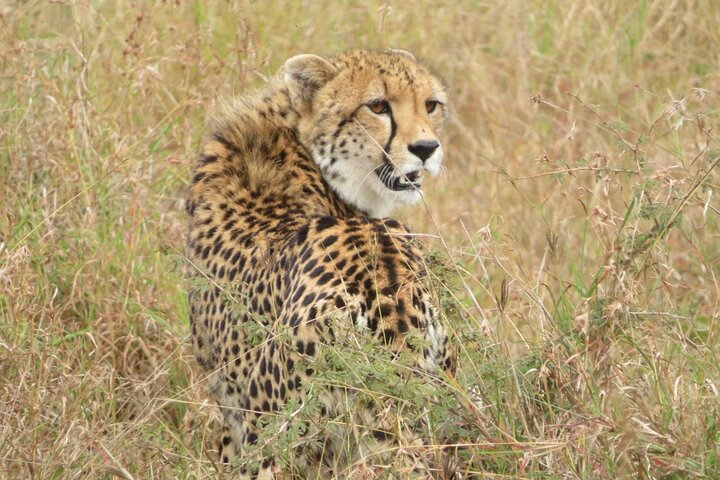 Kruger Park 2-day Safari from Maputo (Open-backed Safari Vehicle)