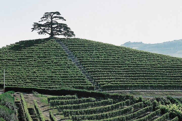 Private Tour: Barolo Wine Tasting in Langhe area from Torino