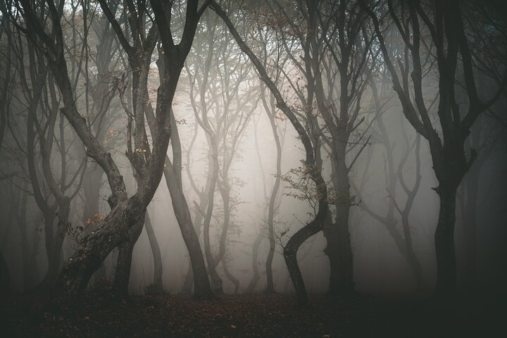 Night Tour in Hoia Baciu Forest