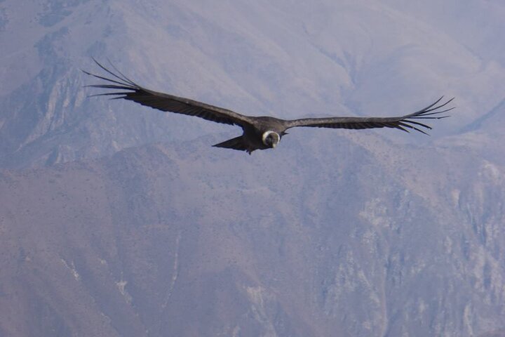 Colca Full Day Group Tour