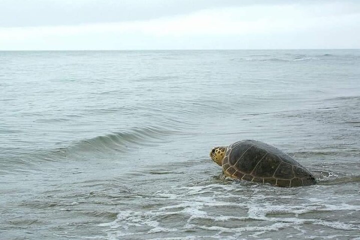 Sal Island Sea Turtle Watching Eco-Tour with Native Guide