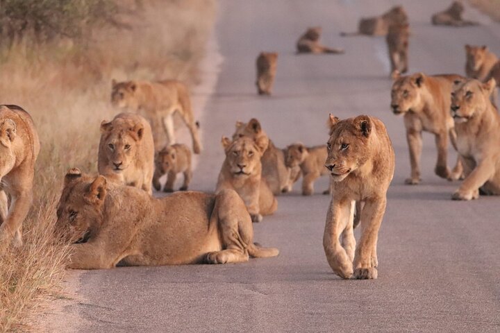 Economic 1-Day Kruger Safari from Maputo