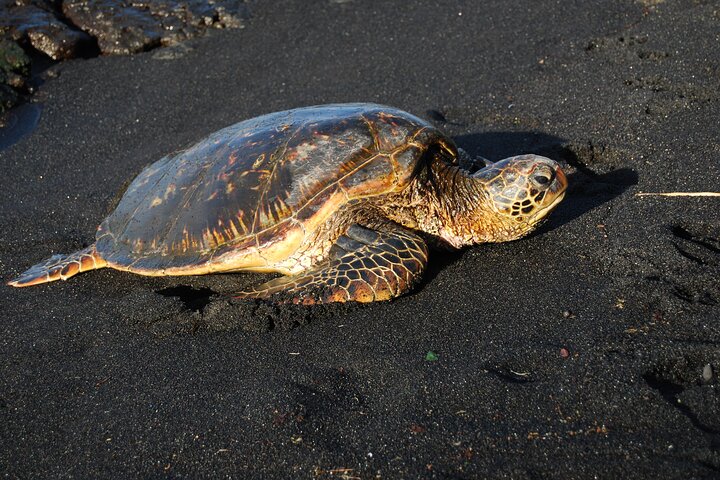 Hilo Shore Excursion: Volcanoes National Park & Black Sand Beach