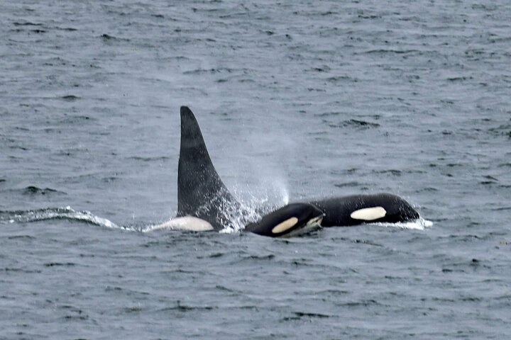 3hr Private Custom Excursion in Ketchikan for up to 14 people