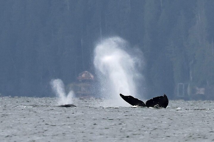 3hr Private Custom Excursion in Ketchikan for up to 14 people