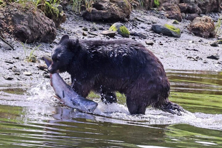 3hr Private Custom Excursion in Ketchikan for up to 14 people