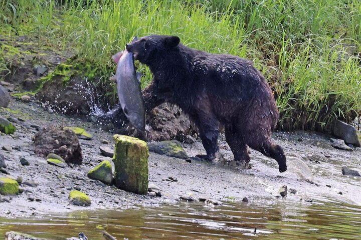 3hr Private Custom Excursion in Ketchikan for up to 14 people